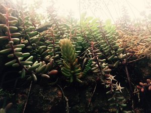 sedum.