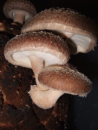 shitake