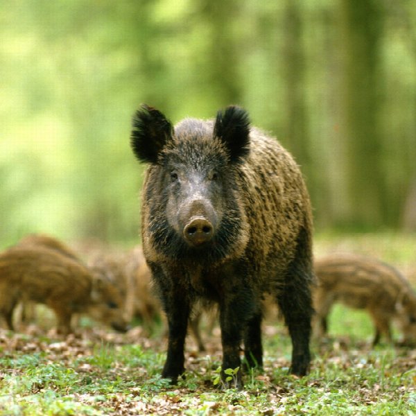 Soundpigs