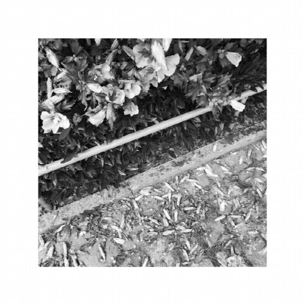 Sterne Des Ruins
