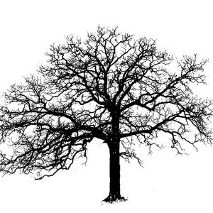 the tree collective