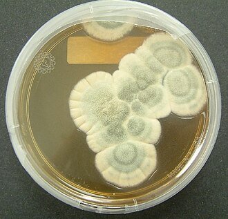 PENICILLIN