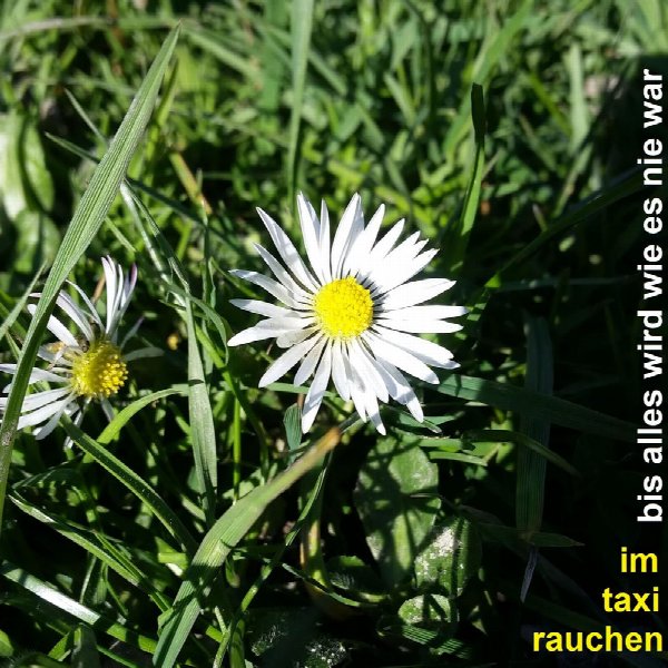 im taxi rauchen