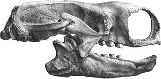 mylodon