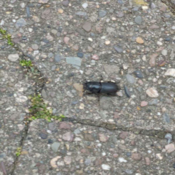 Oi!ropäische Un!ion