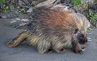 The Porcupines