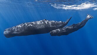 cetacea